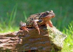 Ready to pounce Wallpaper