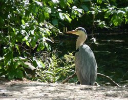 WATCHING AND WAITING Wallpaper