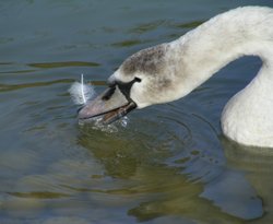 The White Feather Wallpaper