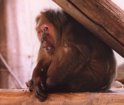 Orang Utang I think !! Wallpaper