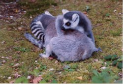 Ring tailed lemurs.......so I am reliably informed Wallpaper