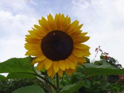 Greys Court Wallpaper