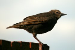 Juvenile Starling. Wallpaper