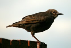 Juvenile Starling.