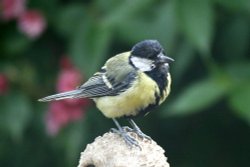 Great Tit. Wallpaper