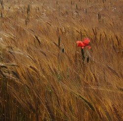 Summer breeze Wallpaper