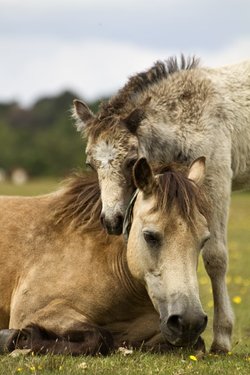New Forest Ponies