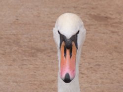 Are you looking at me!