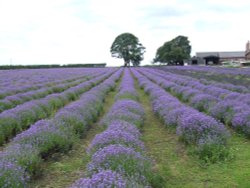 Smelly field ( nice smell ) Wallpaper