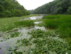 BOSHERSTON LILY PONDS