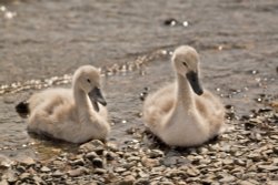 Cygnets at Coniston landing stages Wallpaper