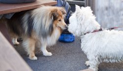 Puppy Love ! ! ! Wallpaper