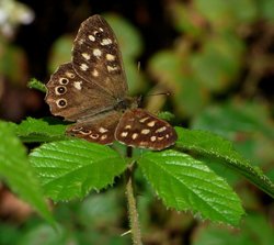 Natures beauty Wallpaper