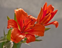 English Country Garden - Deep Orange Lily Wallpaper