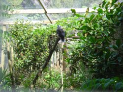 Abbotsbury Gardens Wallpaper