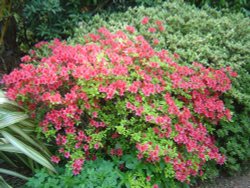 Abbotsbury Gardens Wallpaper