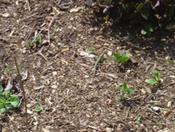 Abbotsbury Gardens Wallpaper