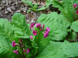 Abbotsbury Gardens Wallpaper