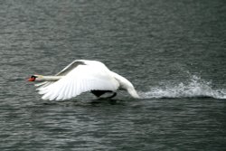 Mute Swan getting airborne.