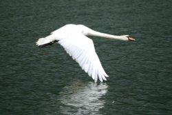 Mute Swan landing. Wallpaper