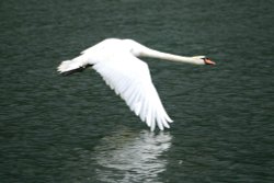 Mute Swan landing. Wallpaper