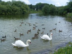 More Bread Please! Wallpaper