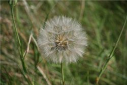 Dandylion Seedhead. On the cliffs above the bay. Wallpaper