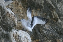 Juvenile Kittiwake. Wallpaper