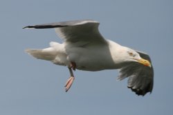Herring Gull. Wallpaper