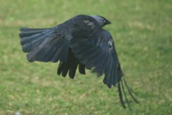Jackdaw. Wallpaper