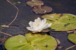 Loughrigg Tarn Wallpaper
