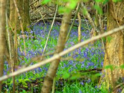 Blue Bell Mount Wallpaper