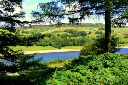 Through the trees! Wallpaper