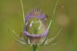 Hover flies on teasel Wallpaper
