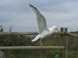 Gymnastic seagull