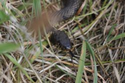 Grass Snake