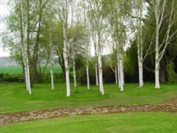 Trees at Brobury Wallpaper