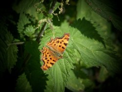 FLUTTERBY DOWN Wallpaper