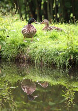 Kissing or Not .......?