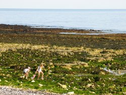 Children playing in the tidal flats of Beachy Head Wallpaper