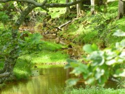 Wood and stream near Hawes. Wallpaper