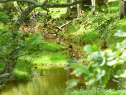 Wood and stream near Hawes.