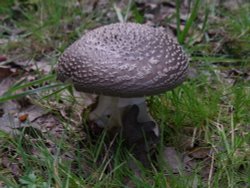 Magic Mushroom?