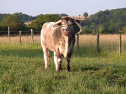 Fred the Rare Breed Longhorn