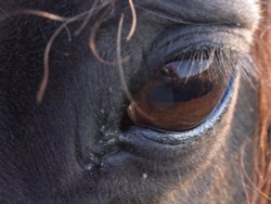 Reflections Wallpaper