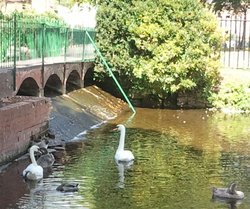 Rugeley Park Wallpaper