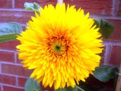 Flower in my garden - Dahlia Wallpaper