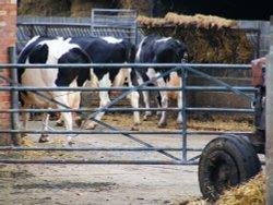 Come Along My Dears, This Way To The Parlour. Wallpaper