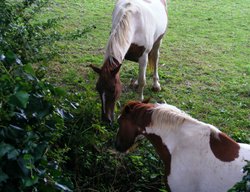 Get Orf'!  That's My Bit! Wallpaper