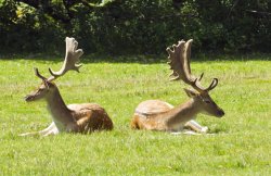 Two stags